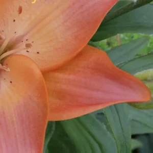 Close-up orange lily petal with green leaves
