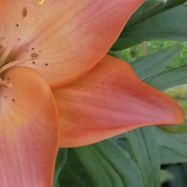 Close-up orange lily petal with green leaves
