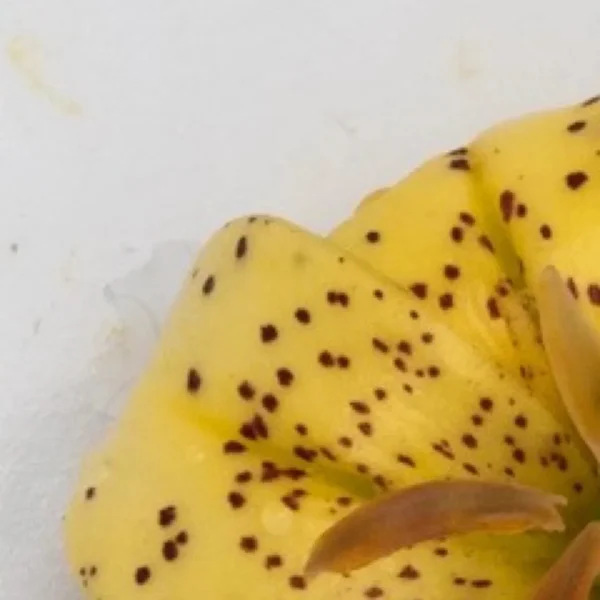 Close-up of yellow speckled flower petal