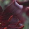 Dark red flower with soft focus background.