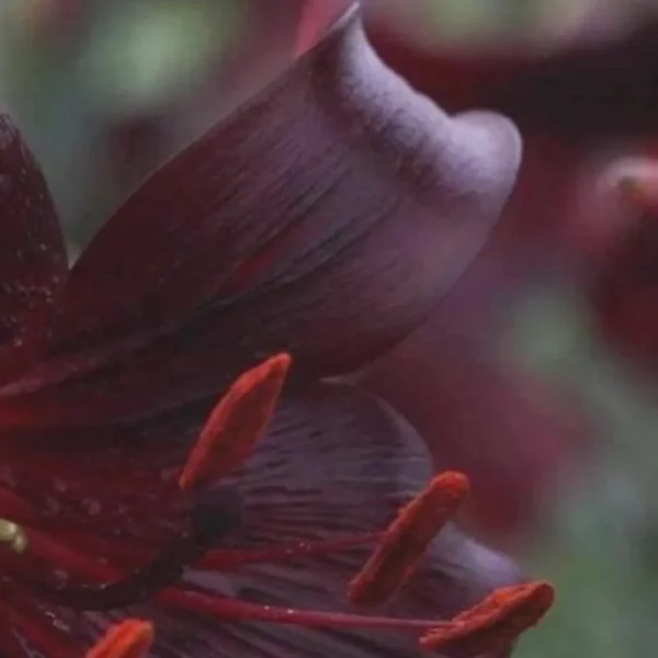Dark red flower with soft focus background.