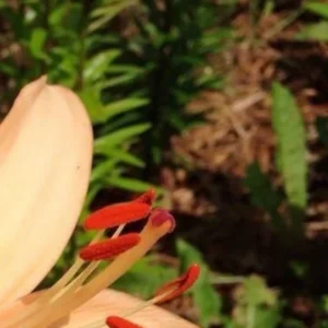 Close-up of a lily with red stamens.