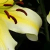 Close-up white lily petal with yellow center