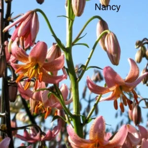 Pink lilies blooming under a clear sky.