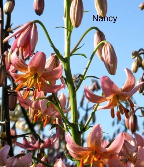 Pink lilies blooming under a clear sky.