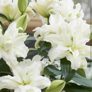 Cluster of white double Oriental lilies