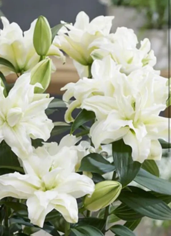 Cluster of white double Oriental lilies
