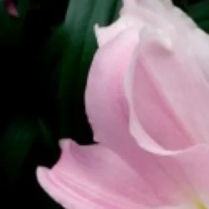 Close-up of a light pink flower.