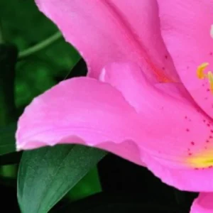 Close up of pink lily petal