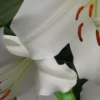 Close-up white lily with orange stamens