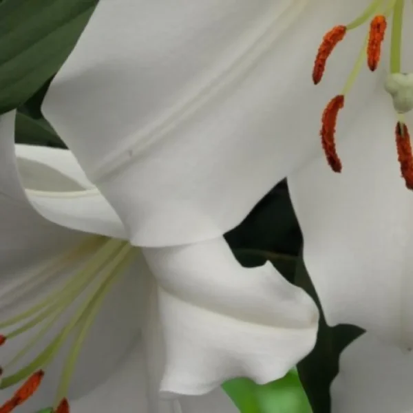 Close-up white lily with orange stamens
