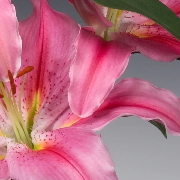 Pink lily close-up with stamens
