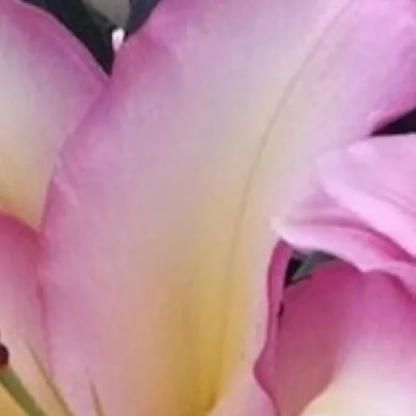 Close-up of a pink and yellow flower.