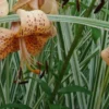 Spotted orange tiger lily with variegated grass