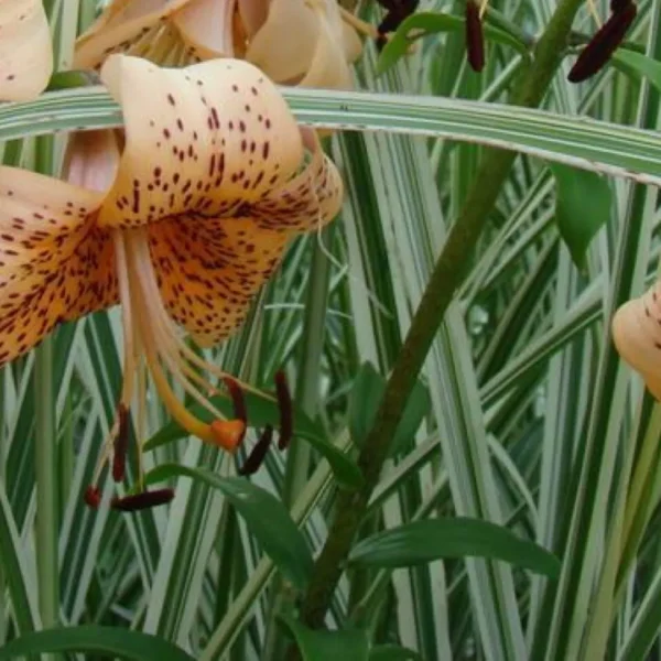 Spotted orange tiger lily with variegated grass