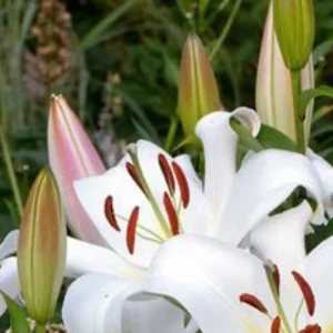 White lilies blooming with green leaves.