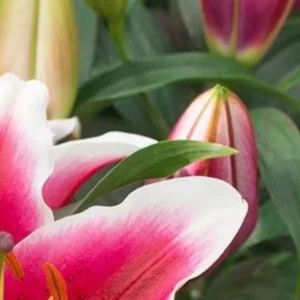 Pink-edged petals surrounding unopened bud