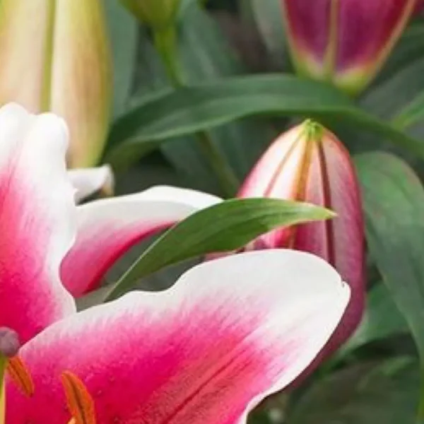 Pink-edged petals surrounding unopened bud