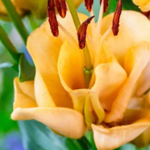Yellow flower with red stamens close-up.