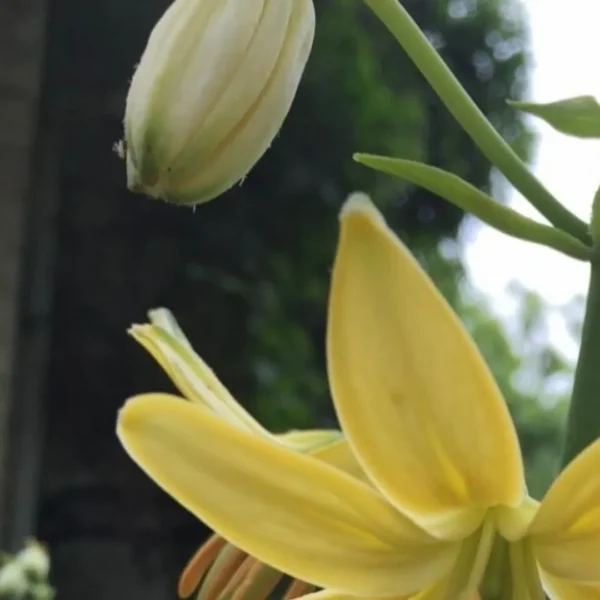 Yellow lily with a closed bud.