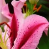 Pink lily with vibrant petals and stamens.
