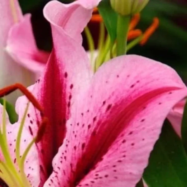Pink lily with vibrant petals and stamens.