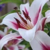 Close-up of pink and white lily blossom