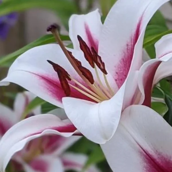 Close-up of pink and white lily blossom