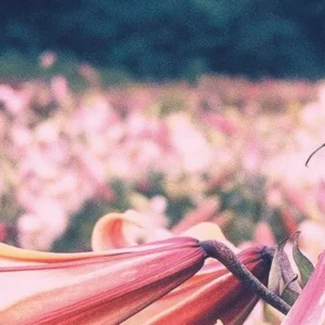 Pink lilies in a field of flowers.