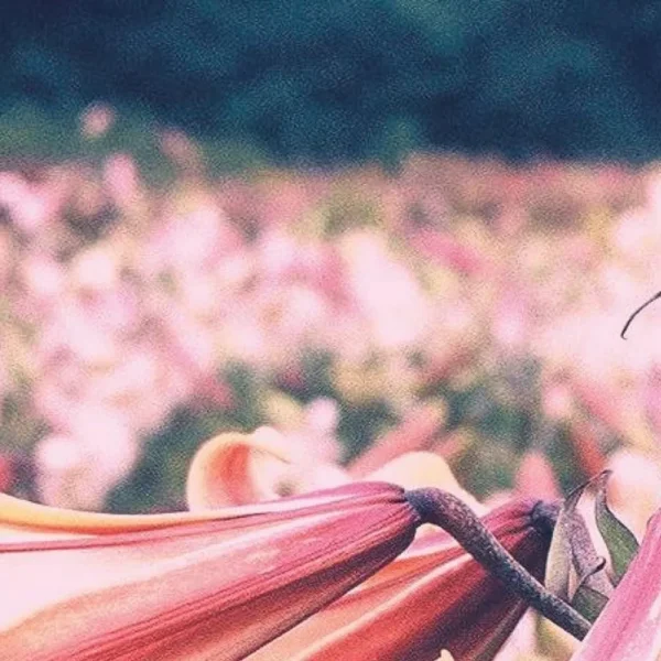 Pink lilies in a field of flowers.