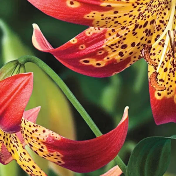 Red and yellow speckled lilies blooming.