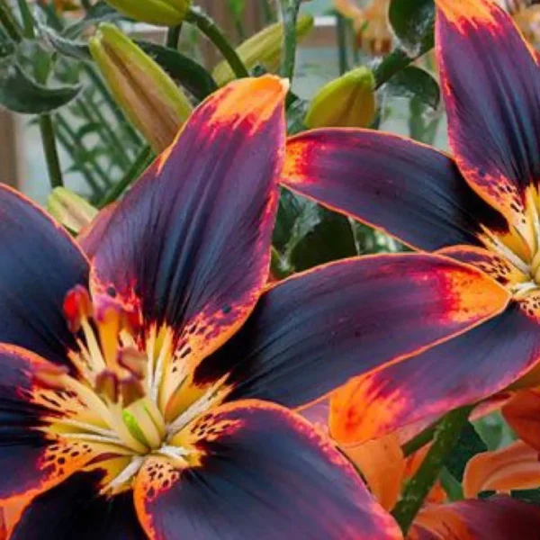 Deep purple lilies with fiery orange edges