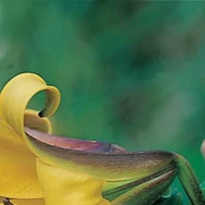 Yellow lily flower close-up detail.