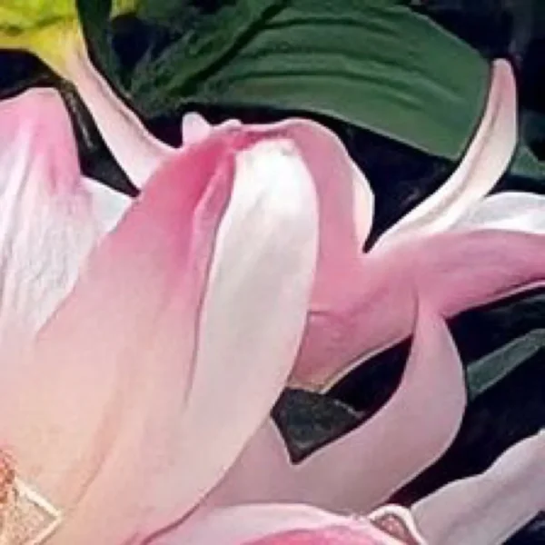 Pink flower petals, close-up view.