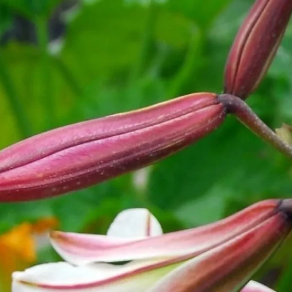 Close-up of unopened lily buds.