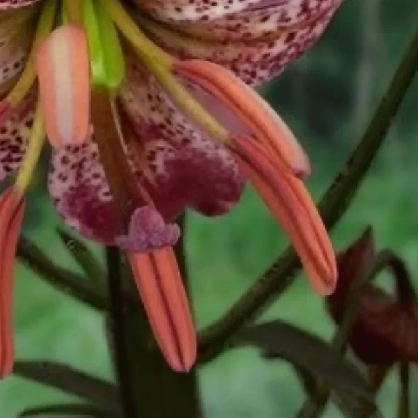 Martagon lily, dark red petals, close-up.
