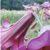 Purple Oriental lilies in garden.