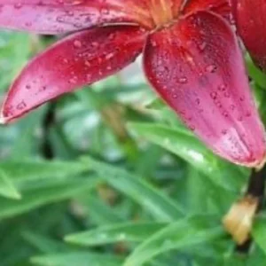 Close-up red lily petal with raindrops