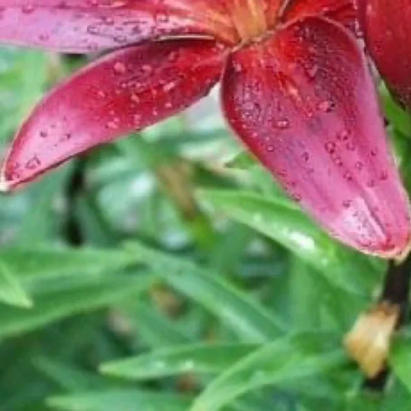 Close-up red lily petal with raindrops