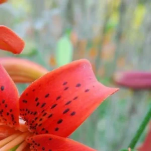 Close up of red spotted lily petal