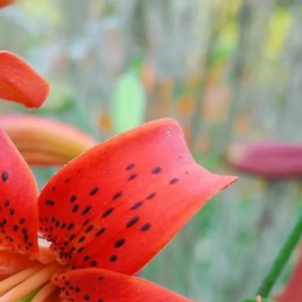Close up of red spotted lily petal