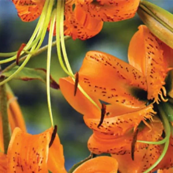 Close-up of vibrant orange lilies.
