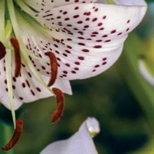 White lily with maroon spots close-up.