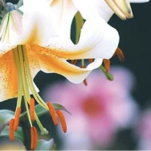 Close-up of a vibrant yellow lily.