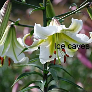 White Ice Caves lilies in bloom.
