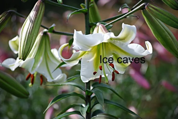 White Ice Caves lilies in bloom.