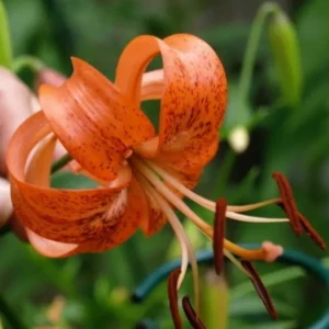 Speckled orange tiger lily close-up