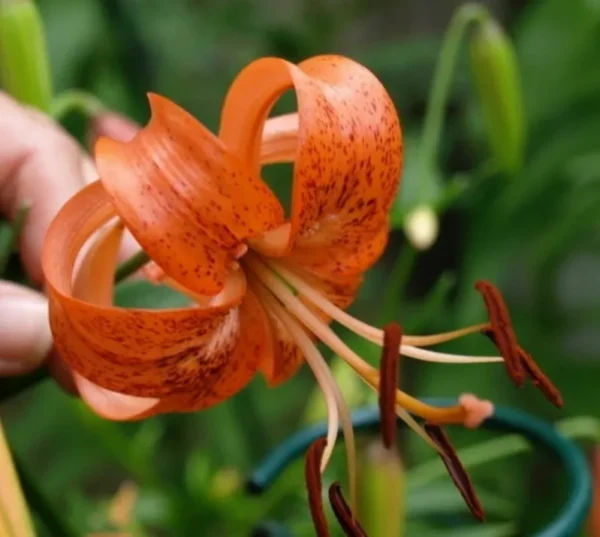 Speckled orange tiger lily close-up