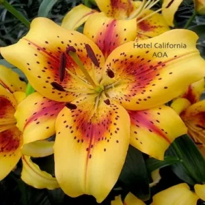 Vibrant yellow-orange spotted lily close-up