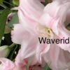 A close up of the flowers with the words waveridia written underneath